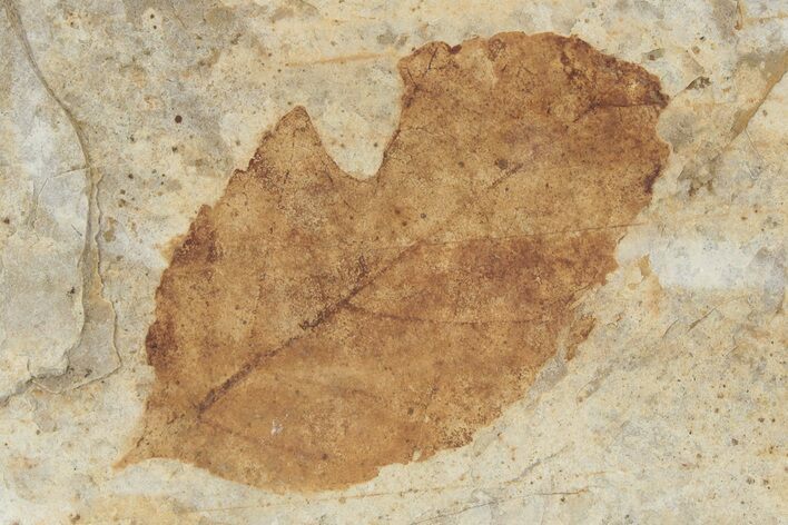 Fossil Leaf (Fagus) - McAbee, BC #226042